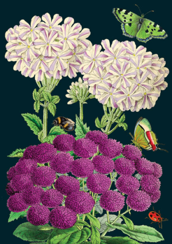 Madame Treacle Botanical greeting Card