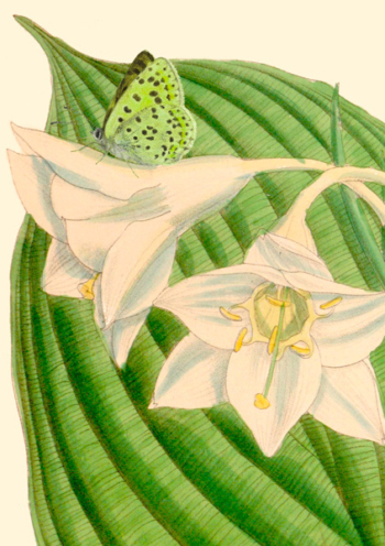 Madame Treacle Botanical Cards