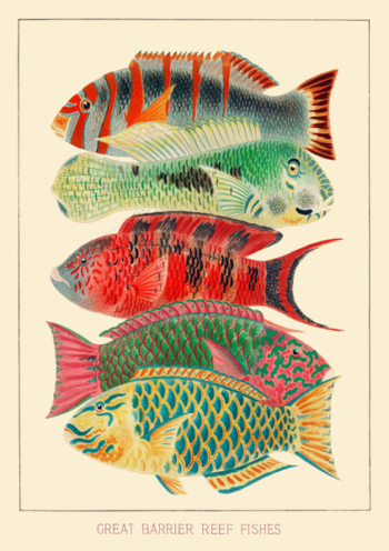 Madame Treacle Whimsical Fishes Greeting Cards