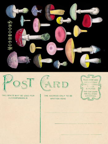 Madame Treacle Mushroom Postcard design